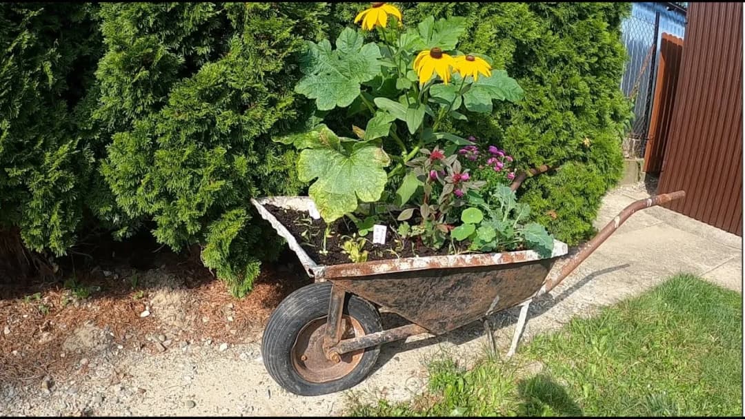 Taczka jako kwietnik: Inspiracje i praktyczne porady