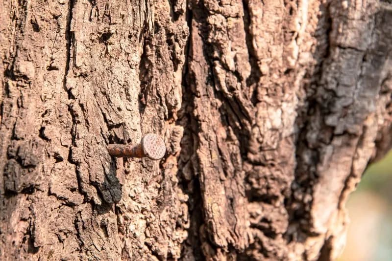 Czy można wbijać gwoździe w drzewo? Sprawdź, jak to wpłynie na zdrowie drzew Czy można wbijać gwoździe w drzewo? Sprawdź, jak to wpłynie na zdrowie drzew